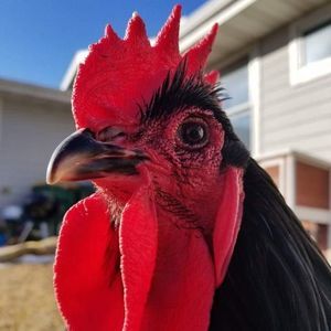 Meet your Posher, Rose